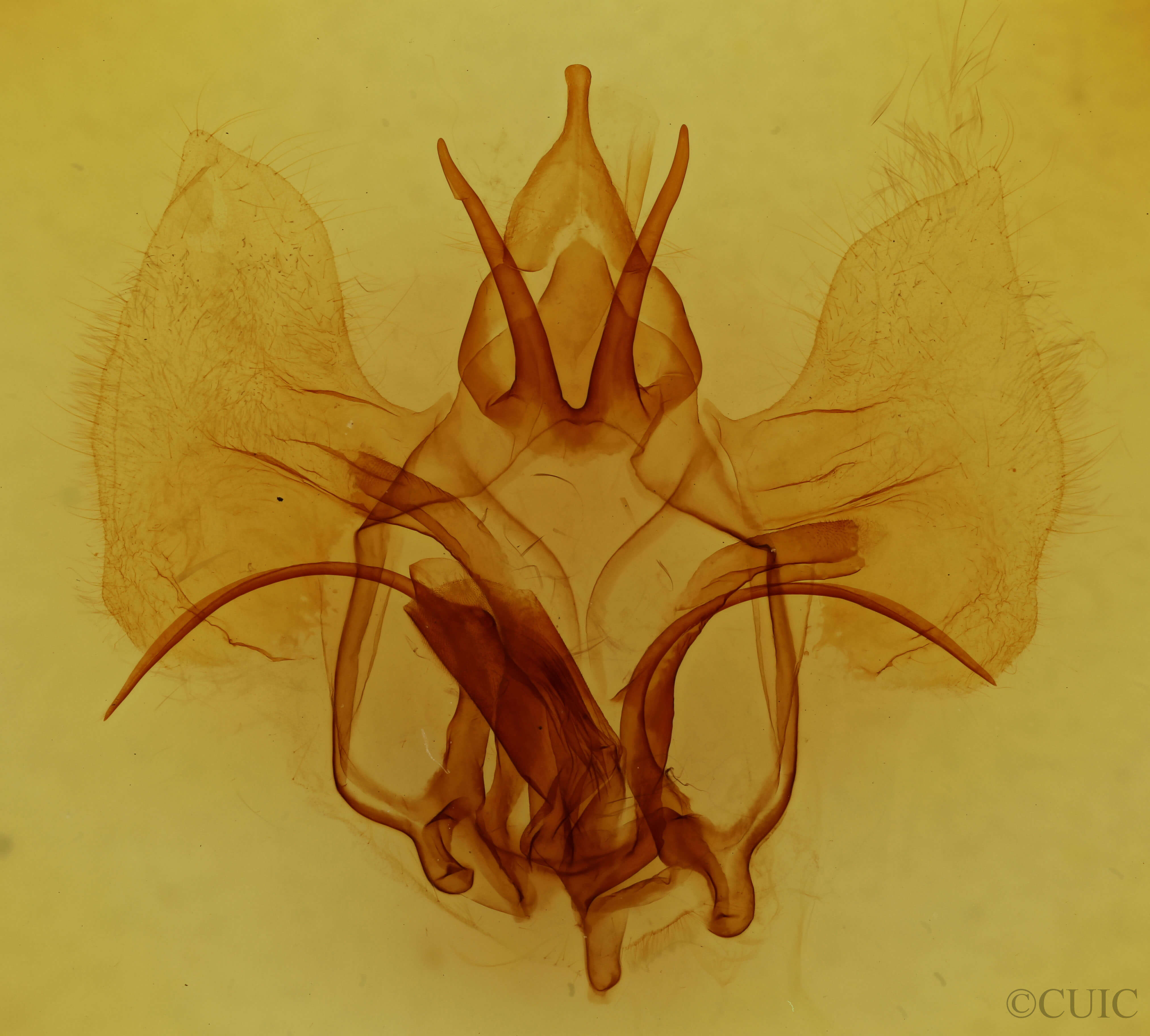 genitalia view of adult Roelmana maloba