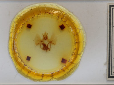 slide view of adult Roelmana maloba