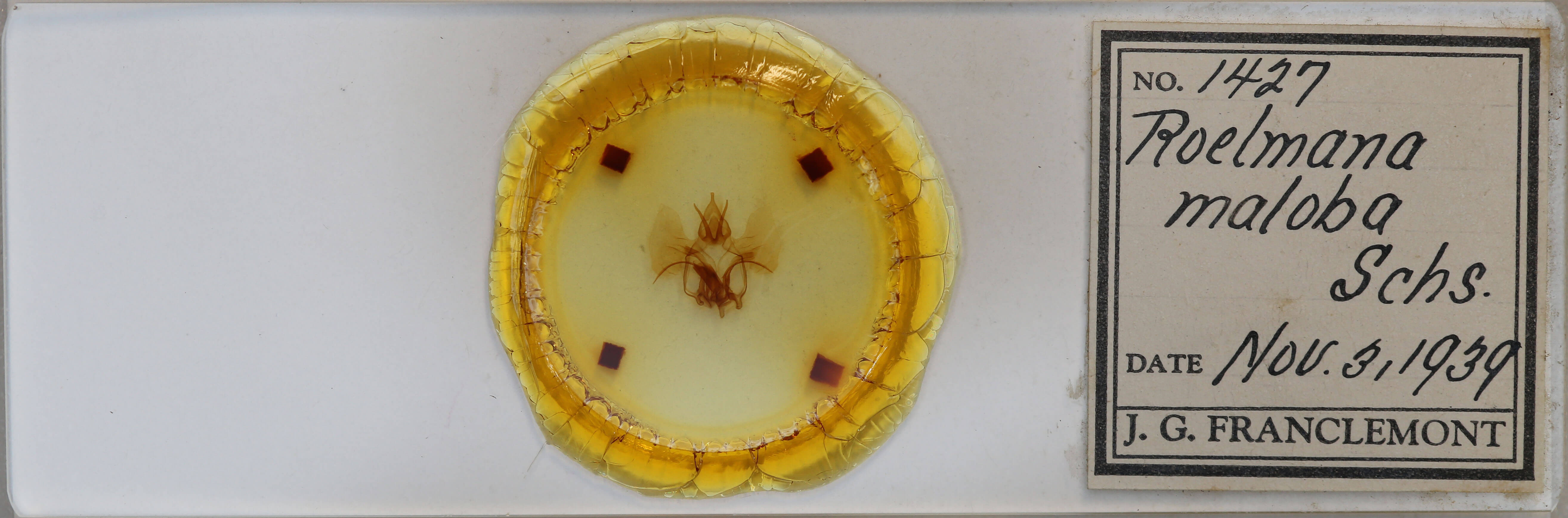 slide view of adult Roelmana maloba