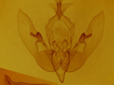 genitalia view of adult Agrochola circellaris