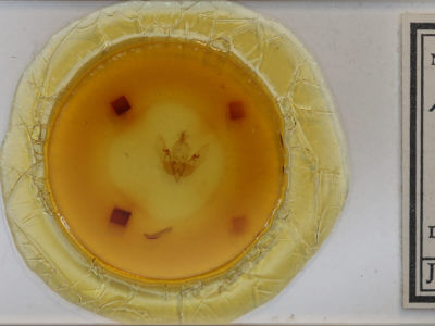 slide view of adult Agrochola circellaris