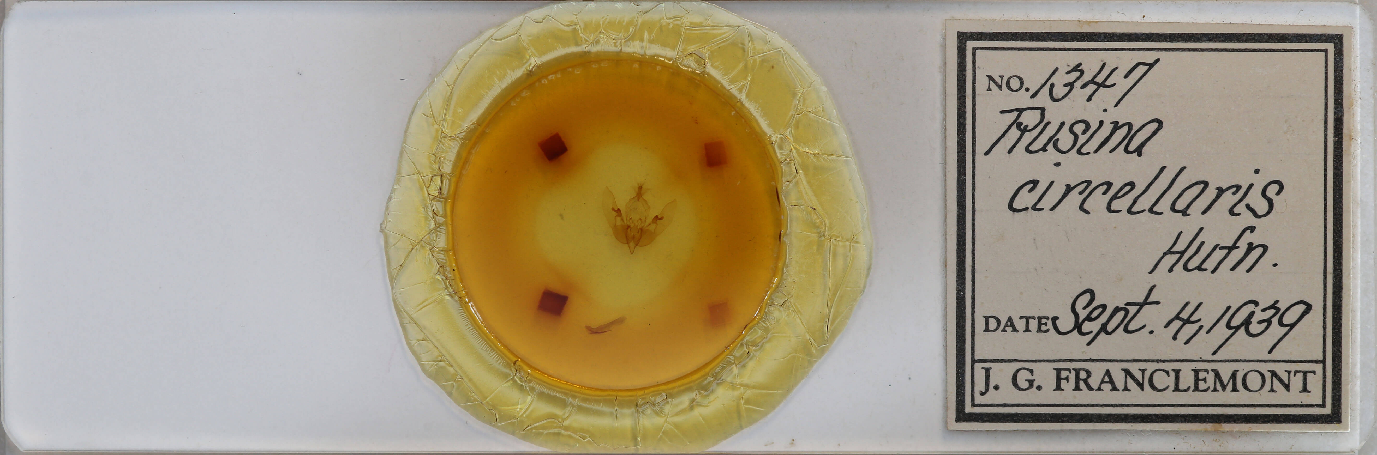 slide view of adult Agrochola circellaris