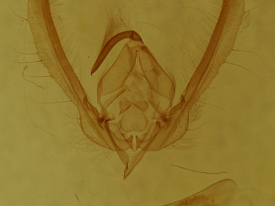 genitalia view of adult Schinia rivulosa