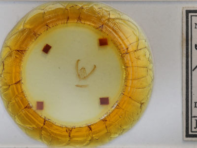 slide view of adult Schinia rivulosa