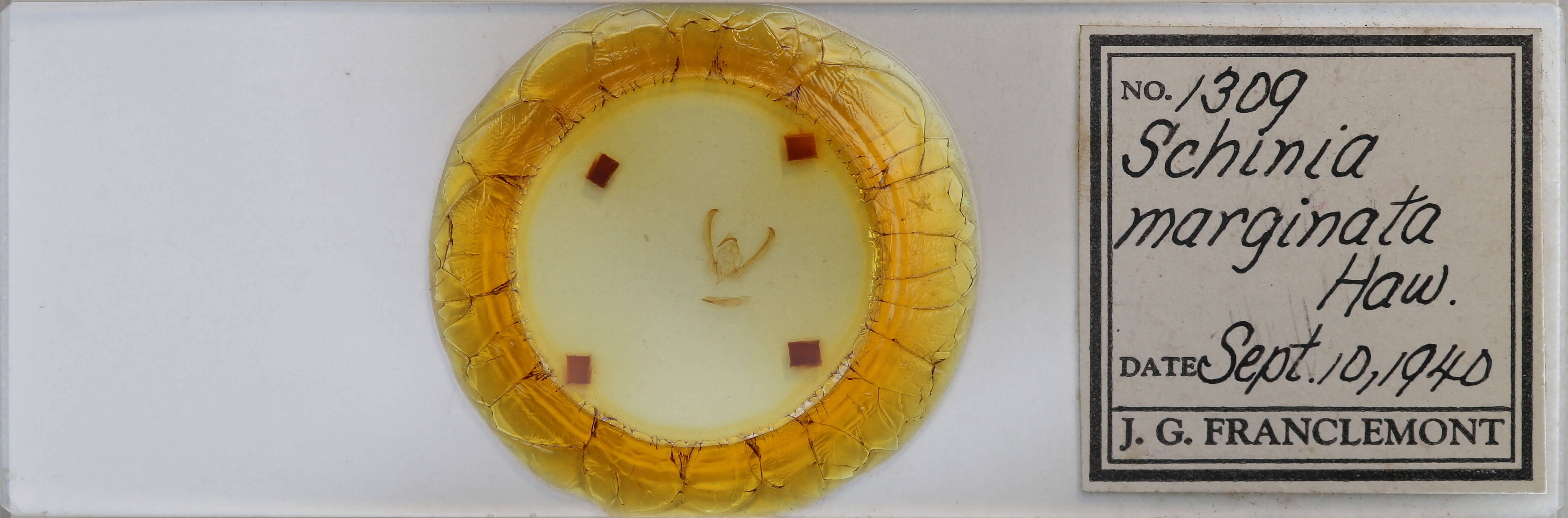 slide view of adult Schinia rivulosa