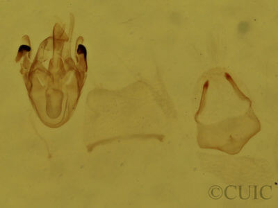 genitalia view of adult Scopula cacuminaria