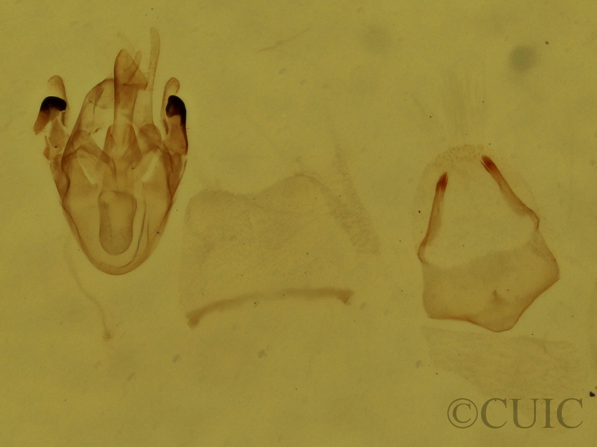 genitalia view of adult Scopula cacuminaria