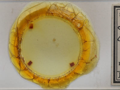 slide view of adult Scopula cacuminaria