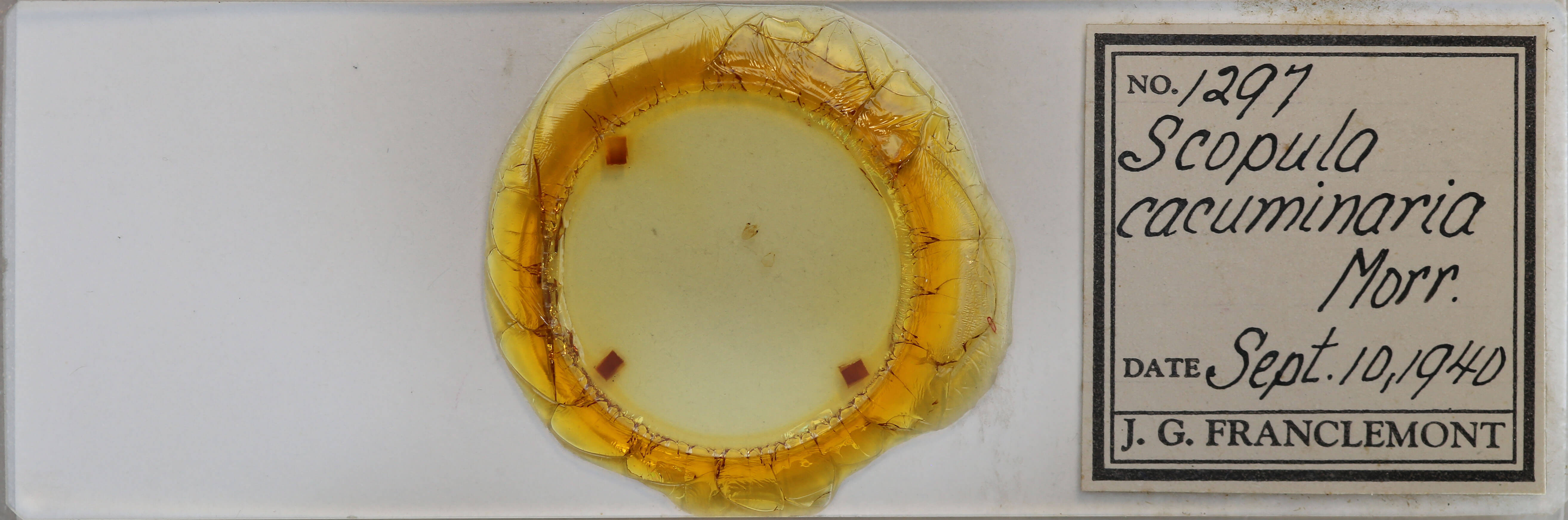 slide view of adult Scopula cacuminaria