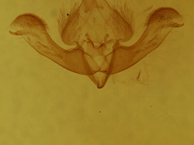 genitalia view of adult Selambina trajiciens