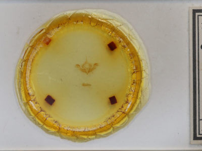 slide view of adult Selambina trajiciens