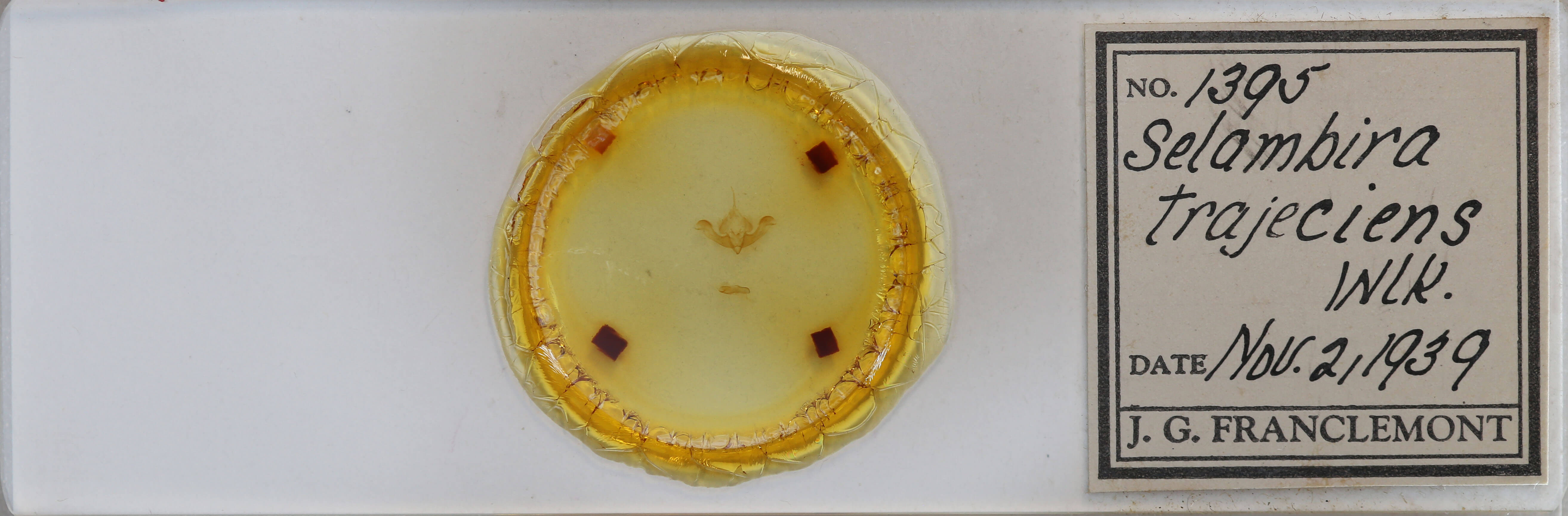 slide view of adult Selambina trajiciens