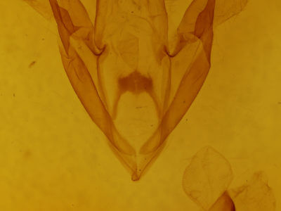 genitalia view of adult Spiloloma lunilinea