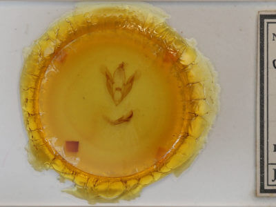 slide view of adult Spiloloma lunilinea