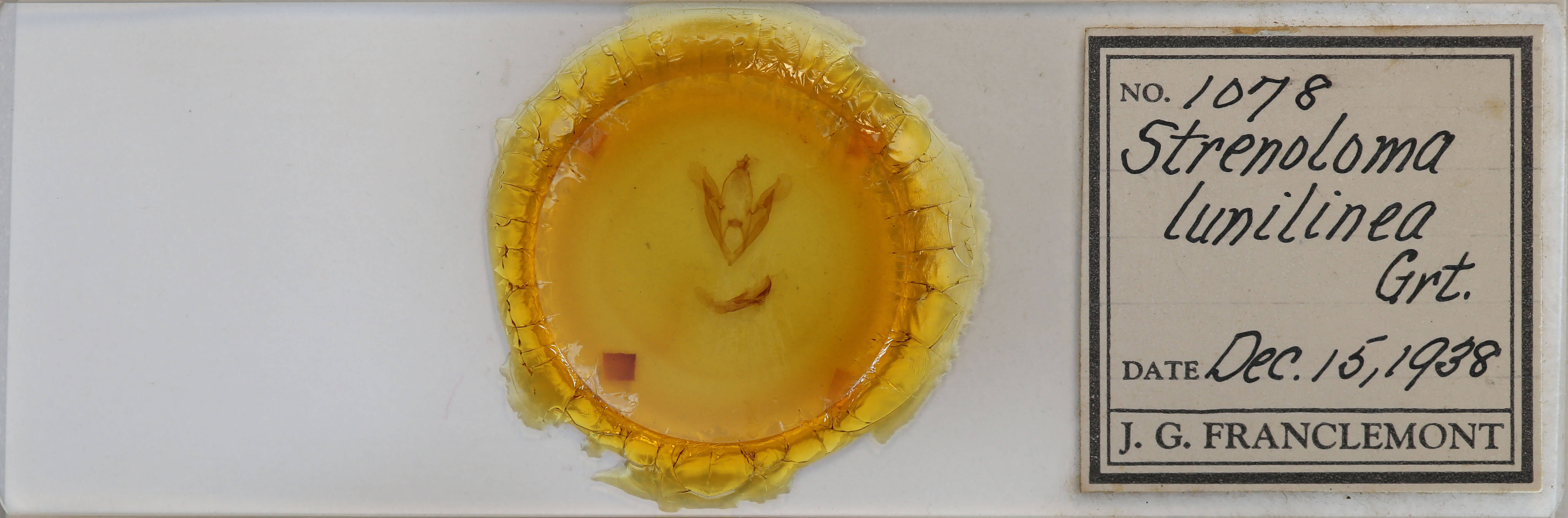 slide view of adult Spiloloma lunilinea