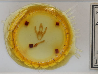 slide view of adult Spilosoma congrua