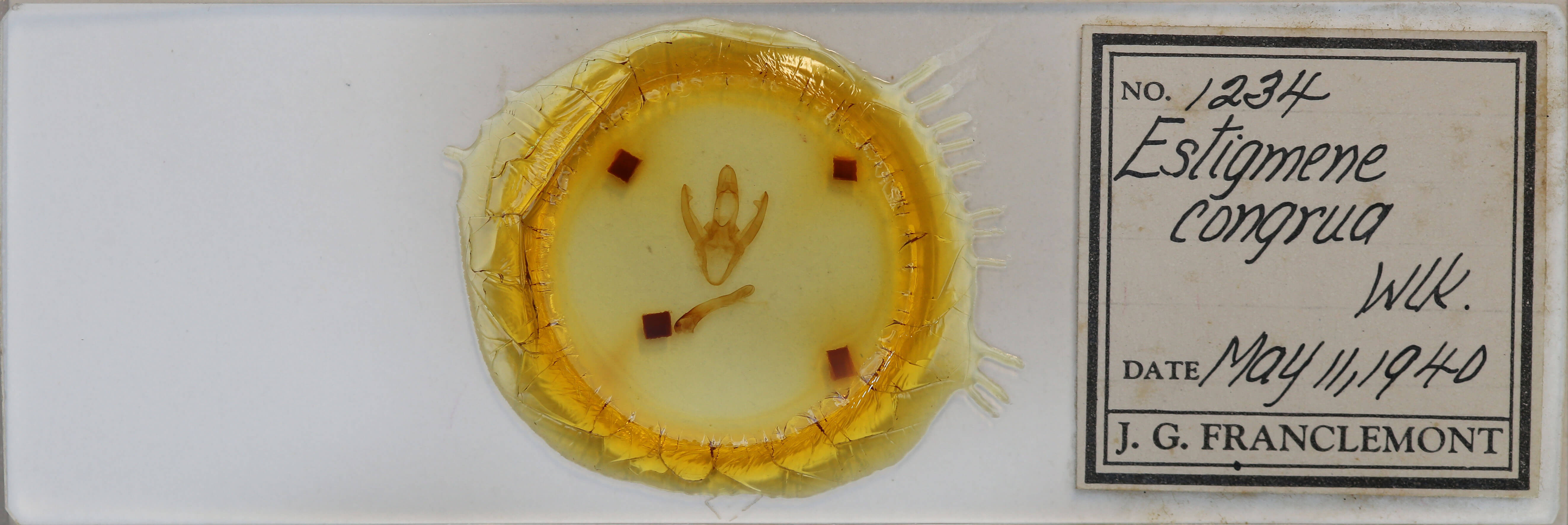 slide view of adult Spilosoma congrua