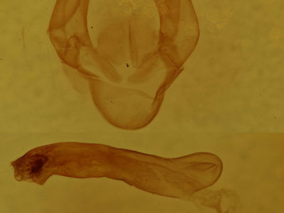 genitalia view of adult Spilosoma virginica
