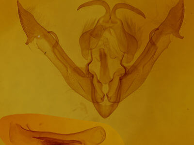 genitalia view of adult Spudaea ruticilla