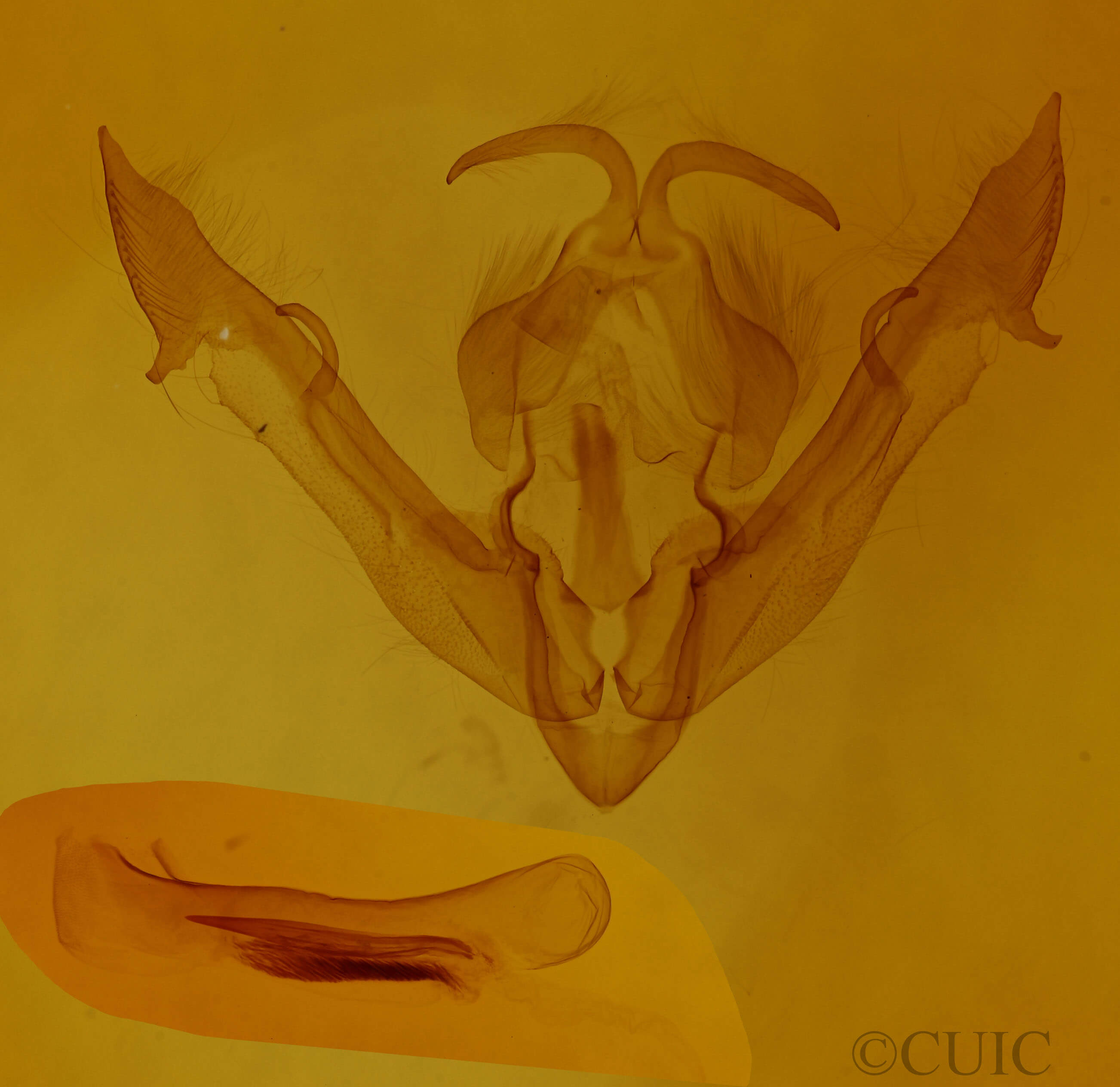 genitalia view of adult Spudaea ruticilla