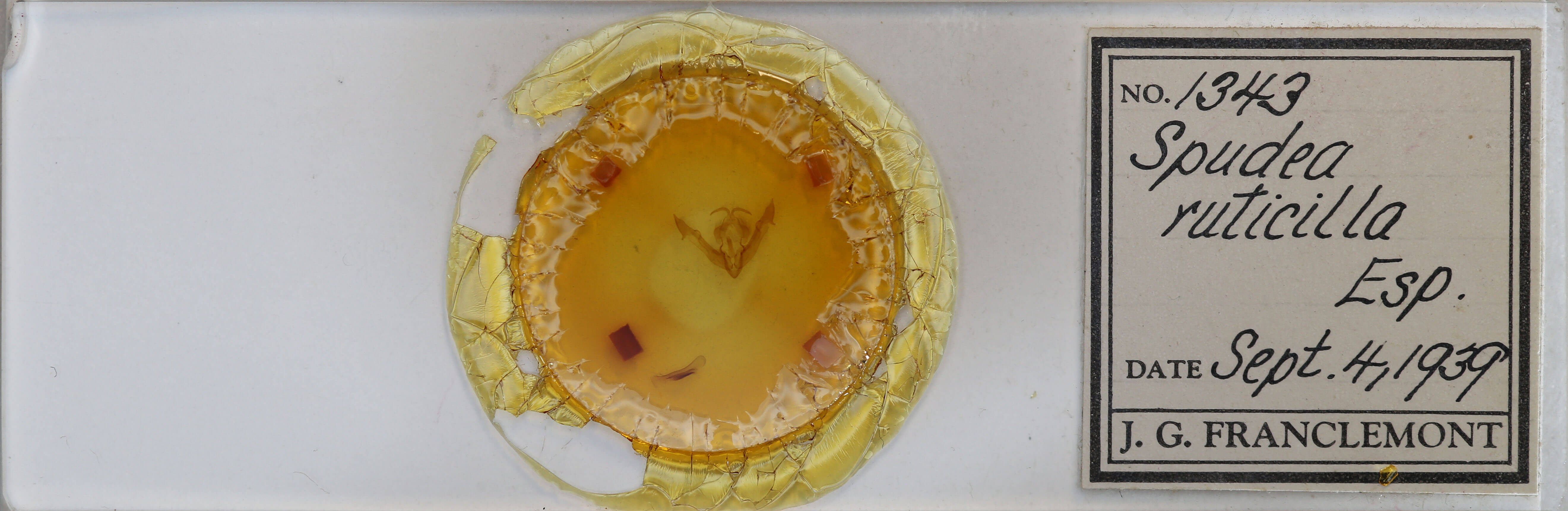 slide view of adult Spudaea ruticilla