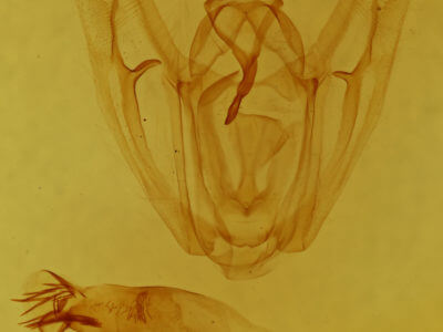 genitalia view of adult Pero poaphilaria