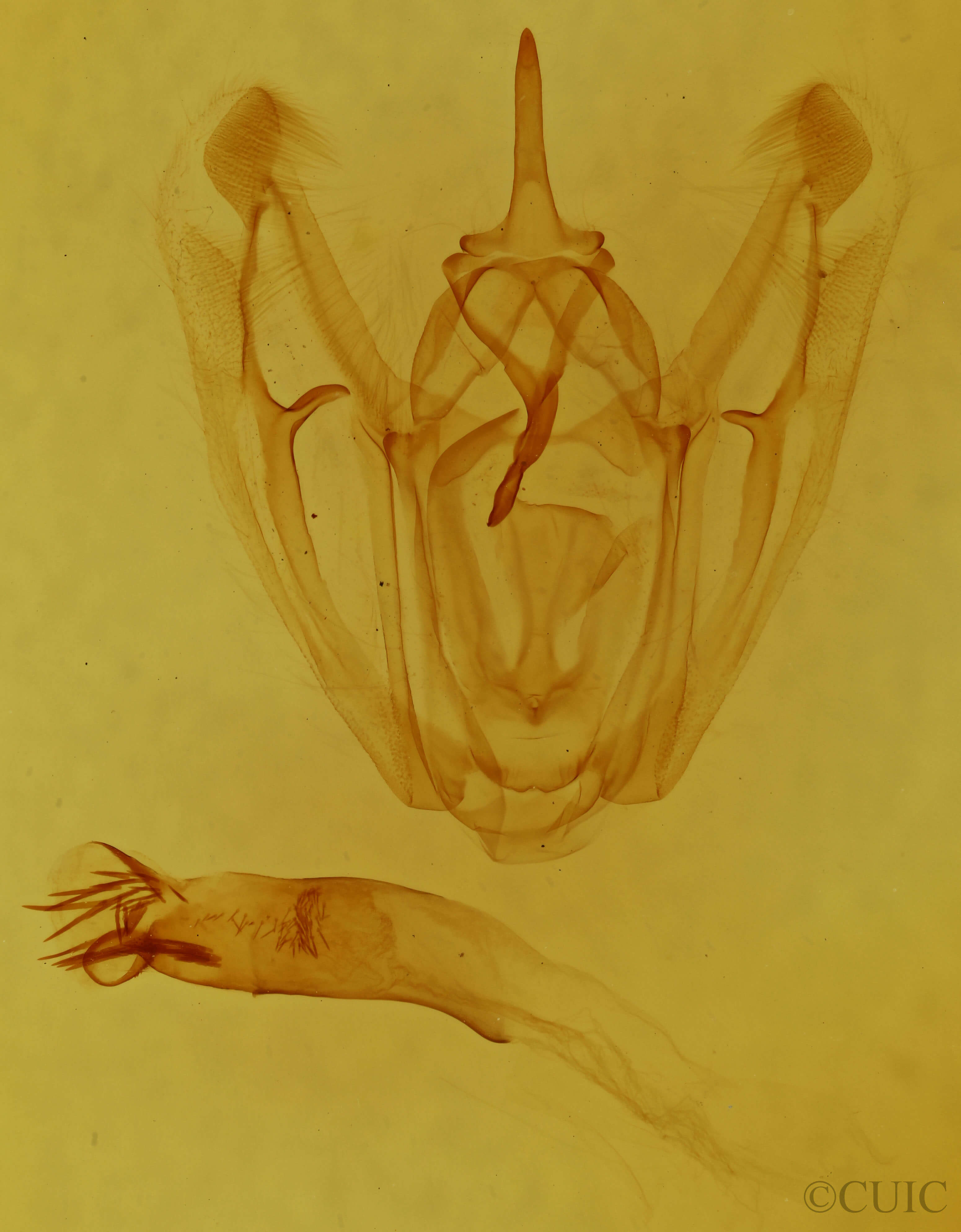 genitalia view of adult Pero poaphilaria