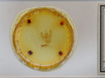 slide view of adult Pero poaphilaria