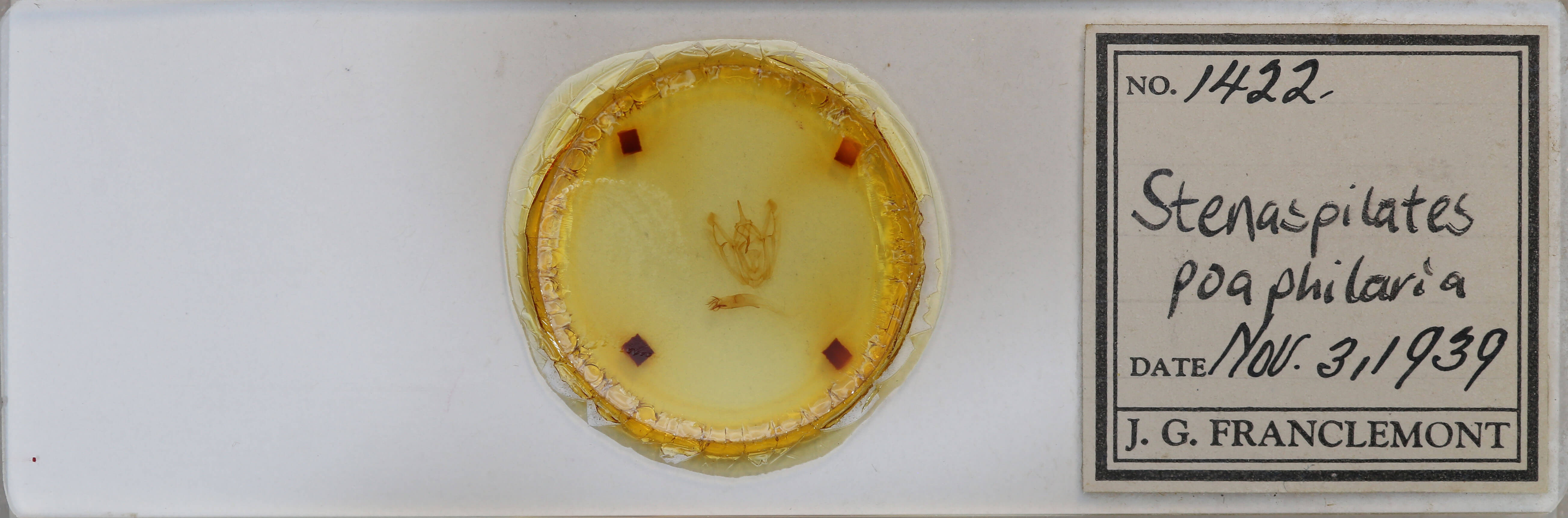 slide view of adult Pero poaphilaria