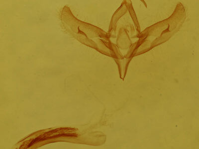 genitalia view of adult Stylopoda