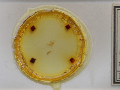 slide view of adult Stylopoda