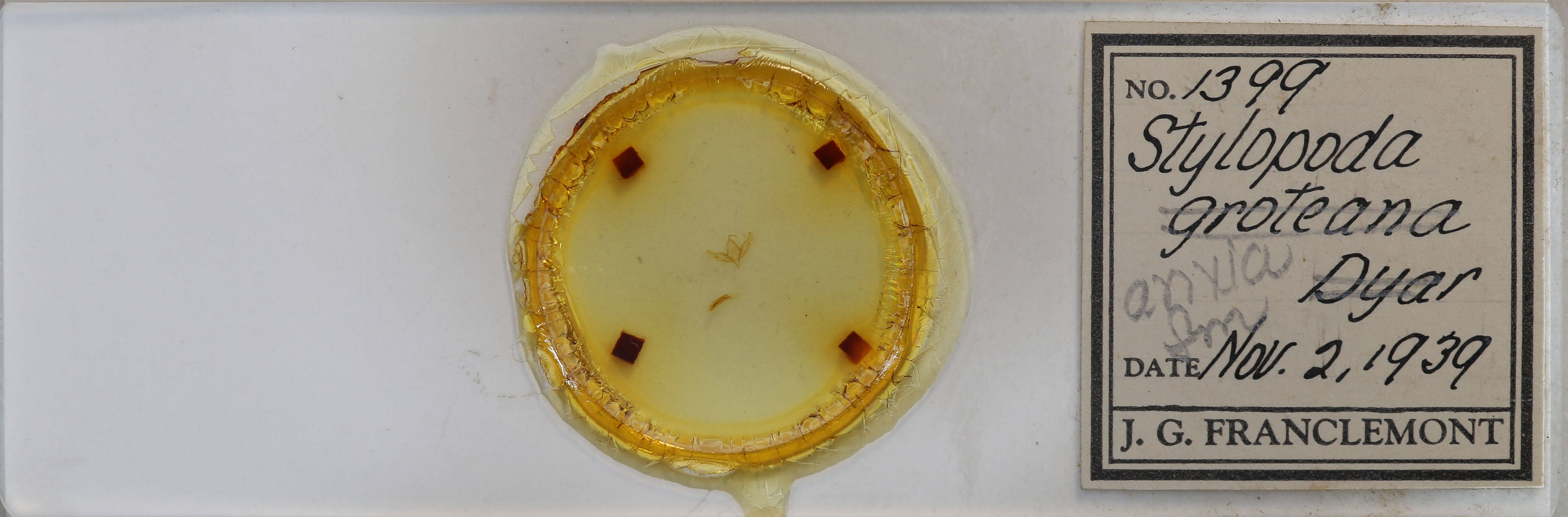 slide view of adult Stylopoda