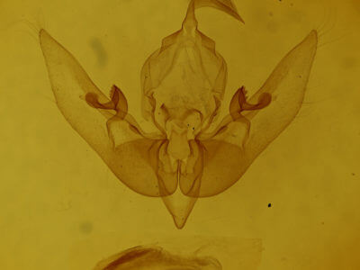 genitalia view of adult Sunira
