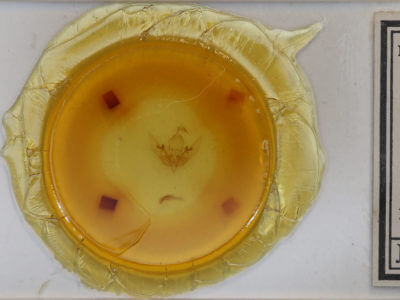 slide view of adult Sunira