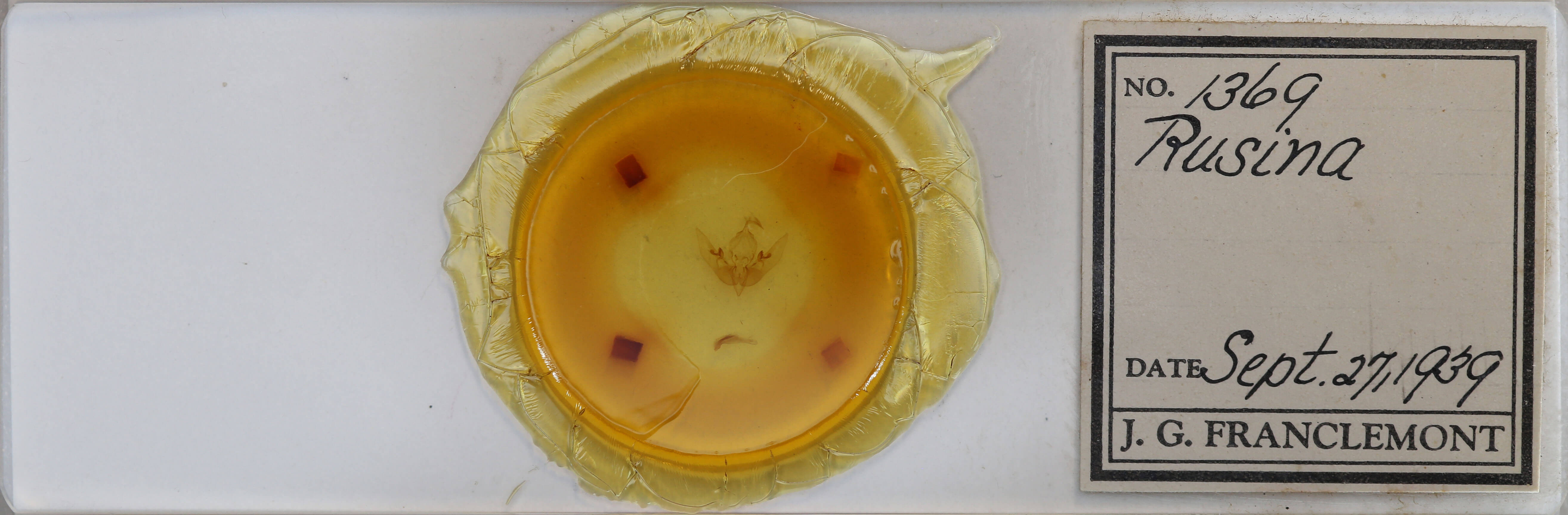 slide view of adult Sunira