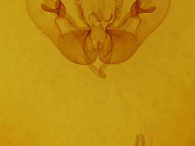 genitalia view of adult Sunira