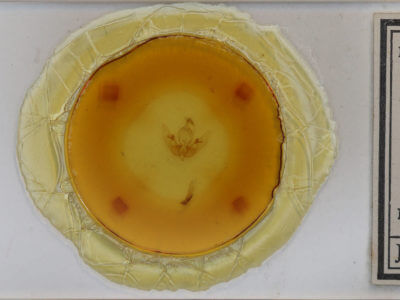 slide view of adult Sunira