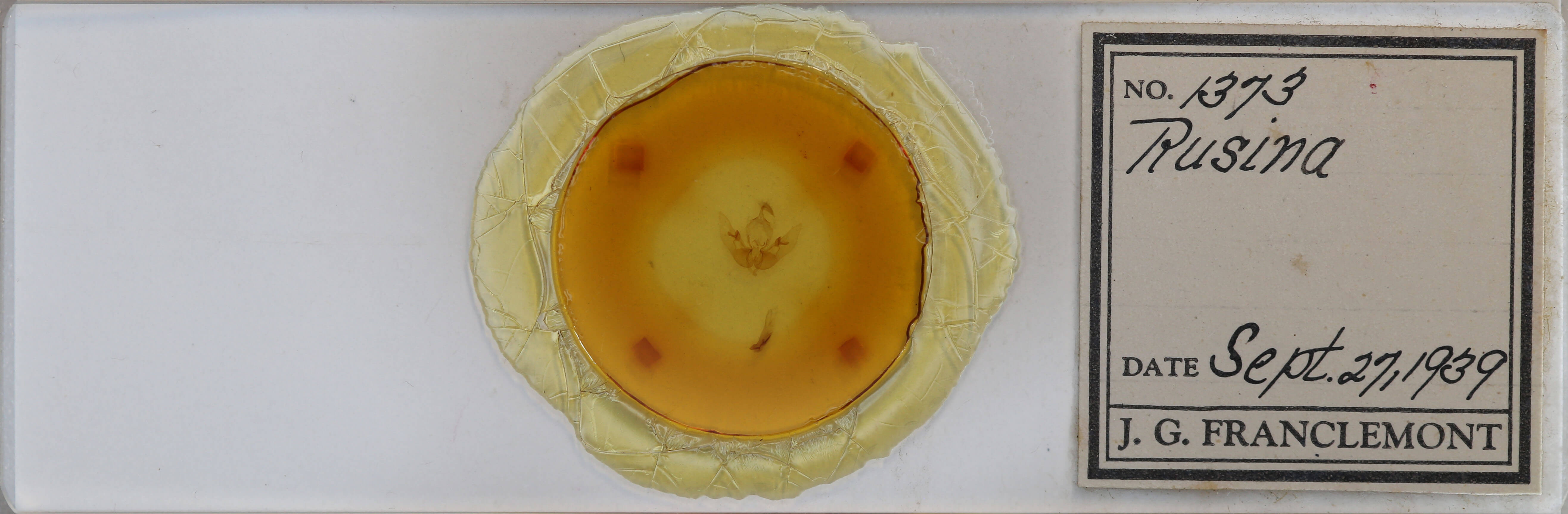 slide view of adult Sunira