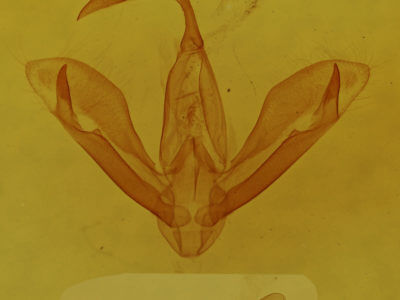 genitalia view of adult Tathorhynchus exsiccatus