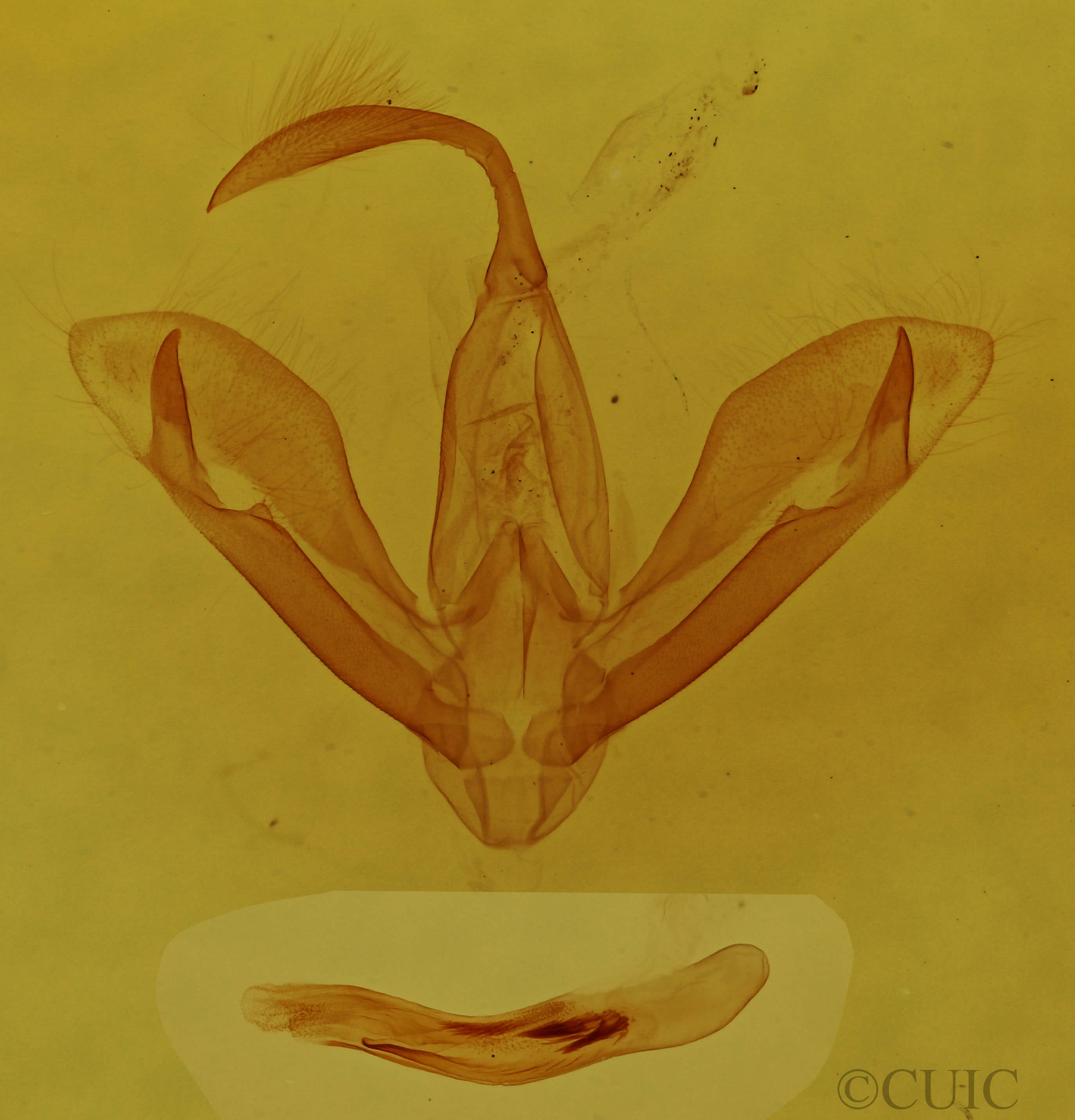 genitalia view of adult Tathorhynchus exsiccatus