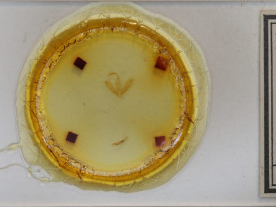 slide view of adult Tathorhynchus exsiccatus