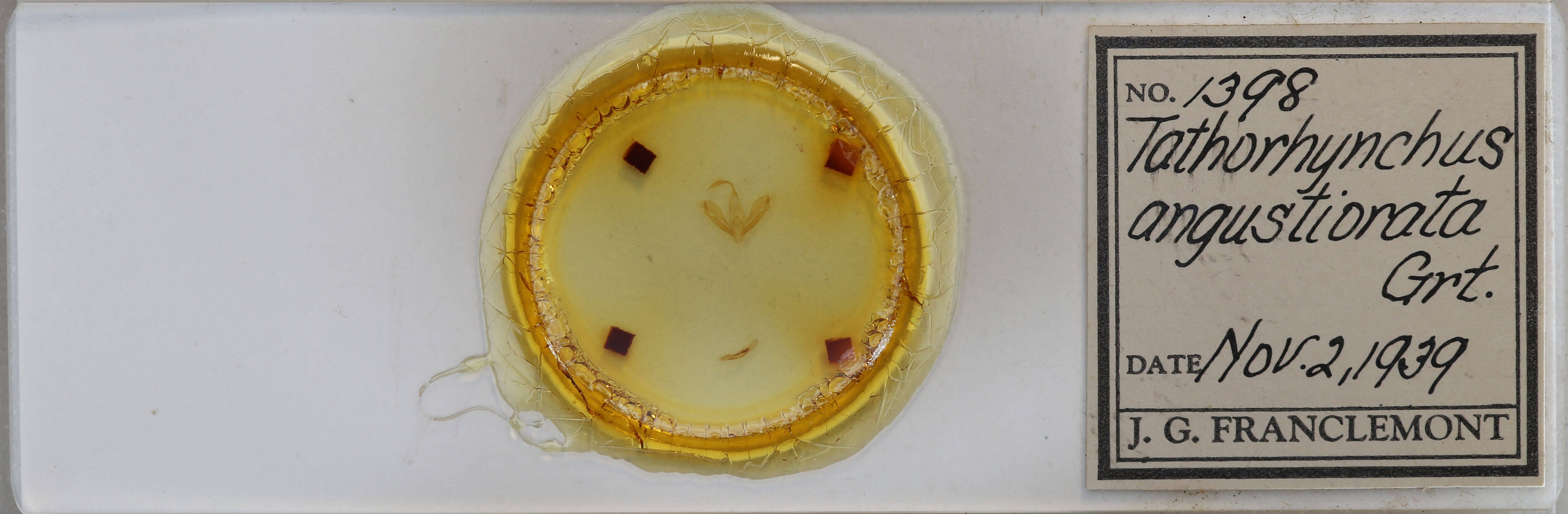 slide view of adult Tathorhynchus exsiccatus