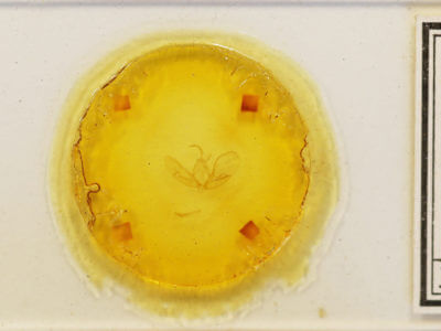 slide view of adult Eucarta arcta