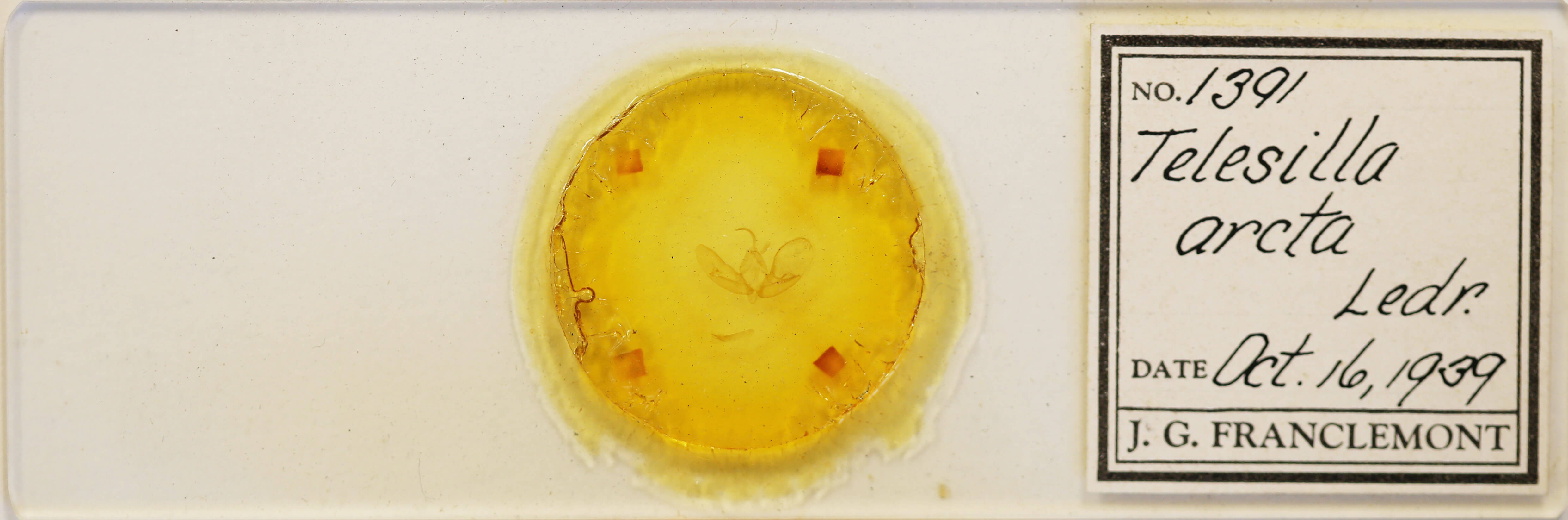 slide view of adult Eucarta arcta