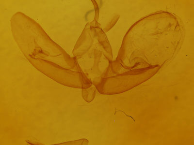 genitalia view of adult Eucarta arcta