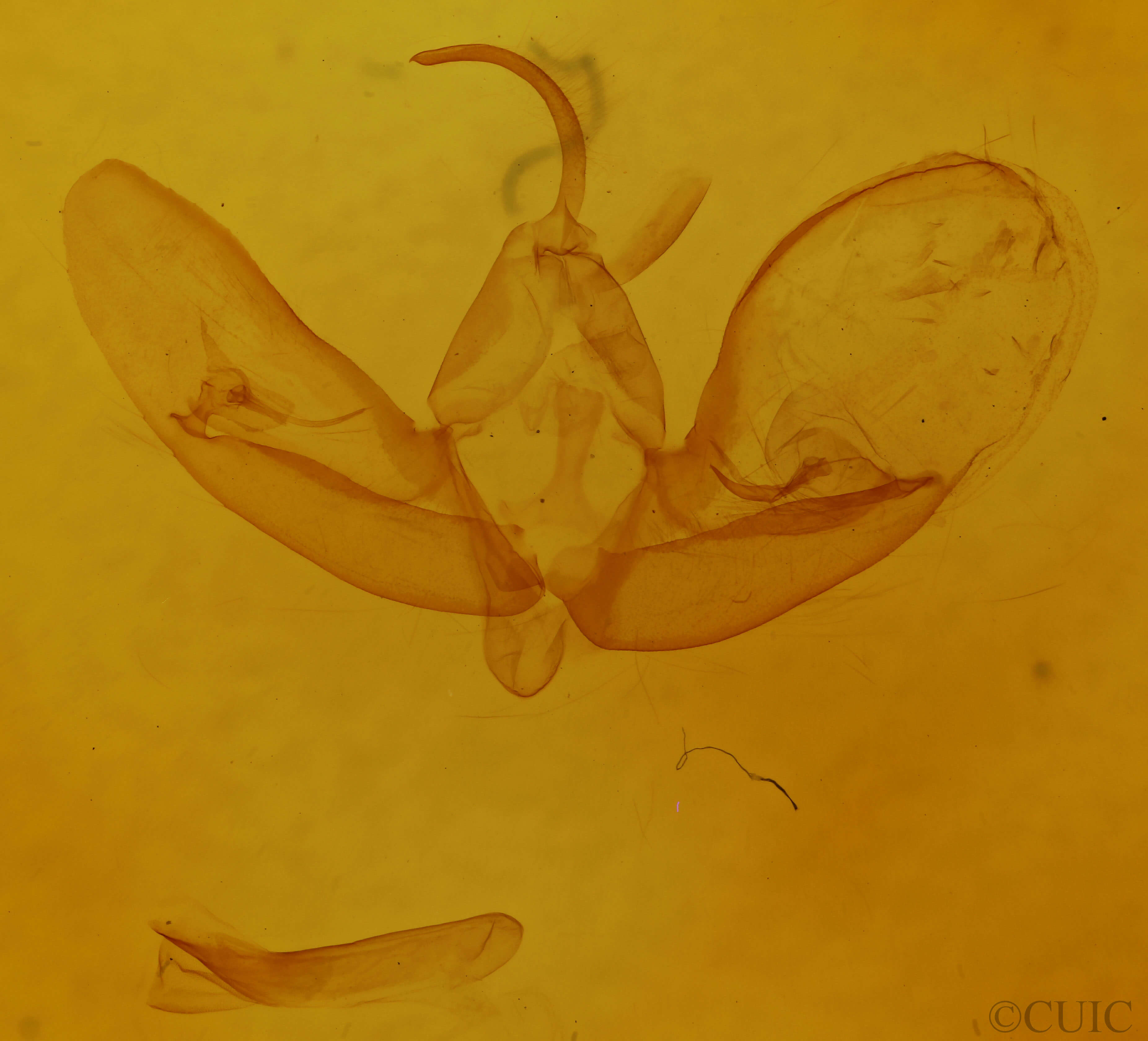 genitalia view of adult Eucarta arcta