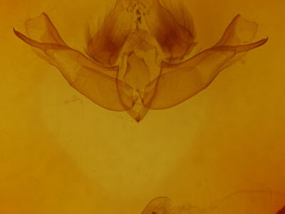 genitalia view of adult Telorta edentata