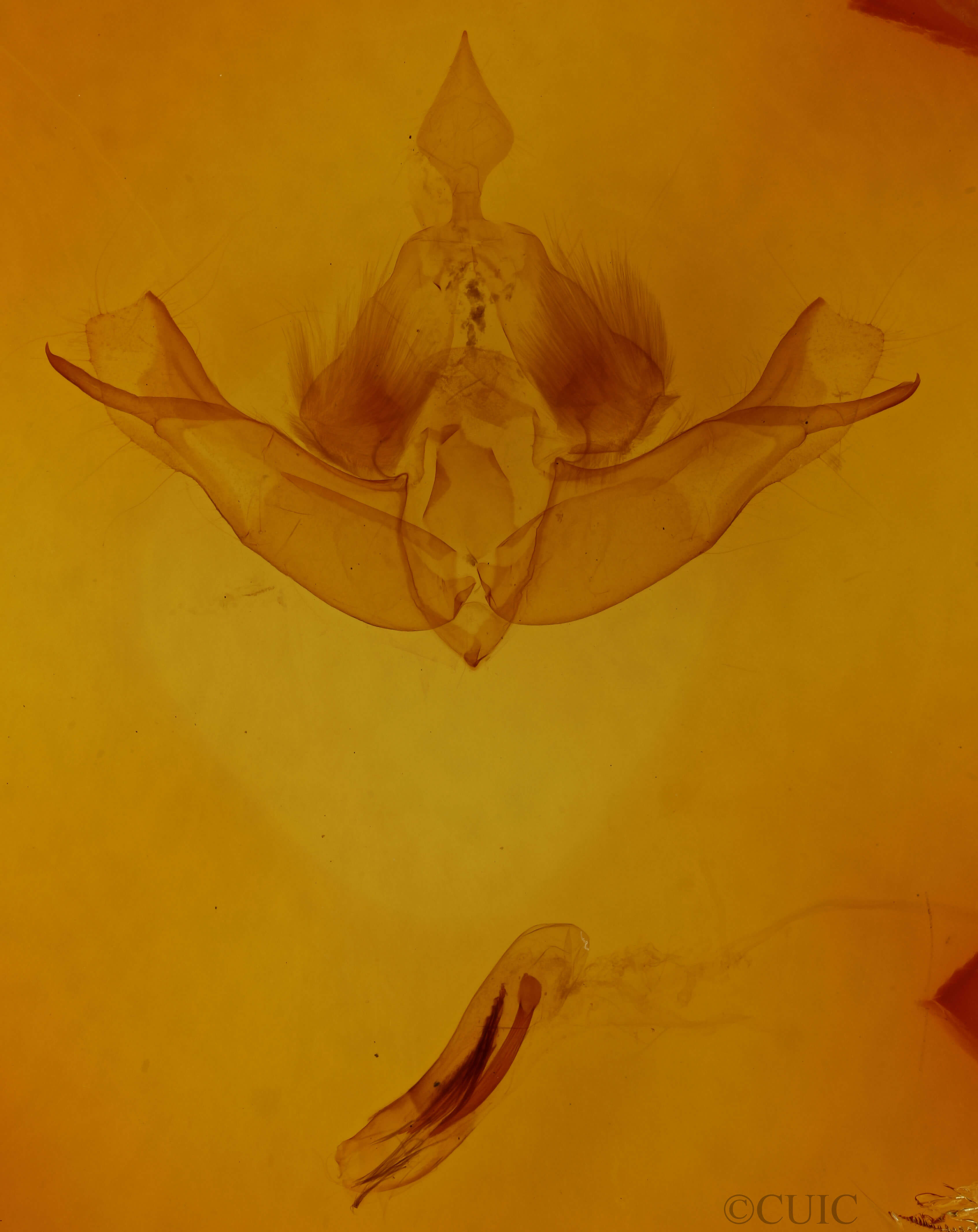 genitalia view of adult Telorta edentata
