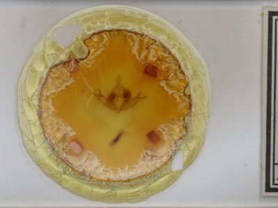 slide view of adult Telorta edentata