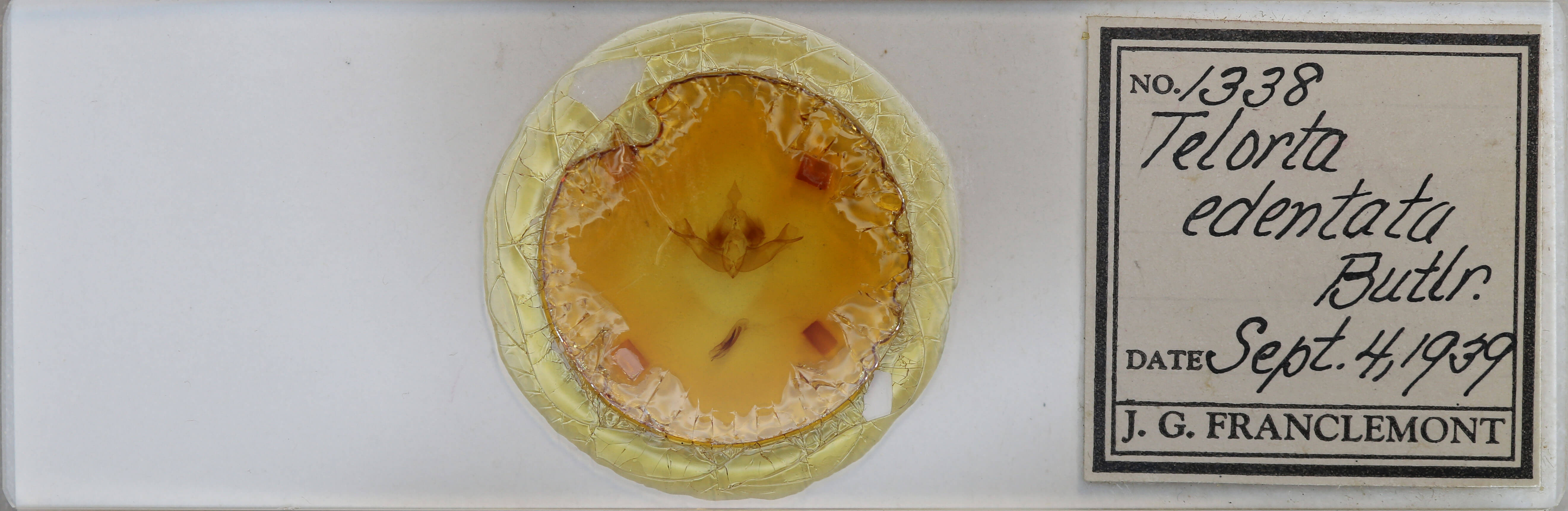 slide view of adult Telorta edentata